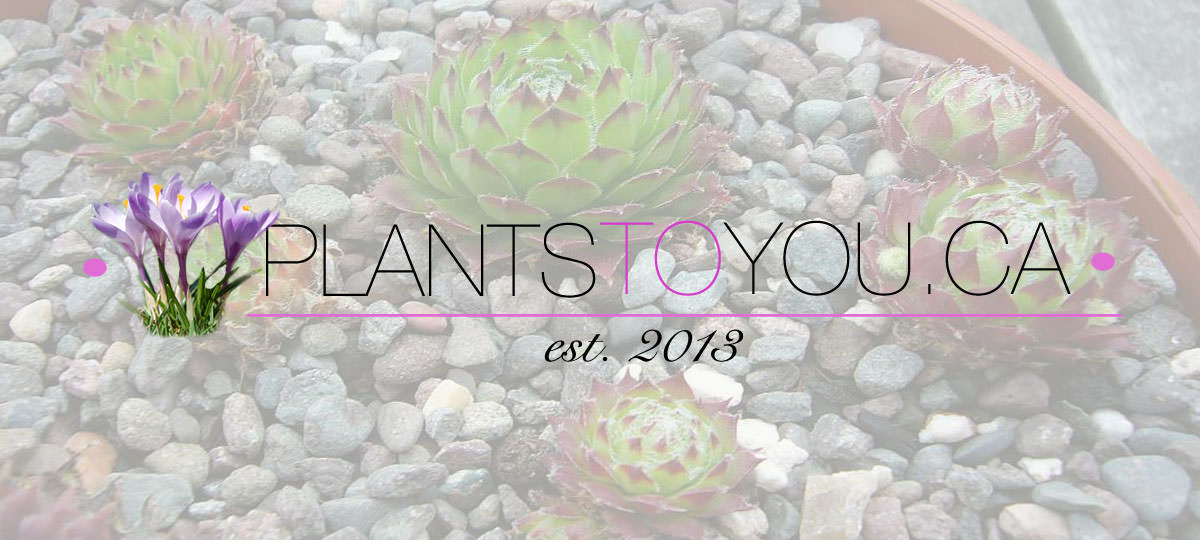 Best Succulent Plants In Winnipeg